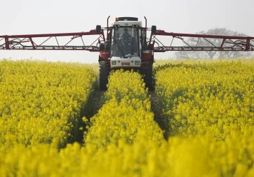 Canola Farming Innovations for Barani Areas
