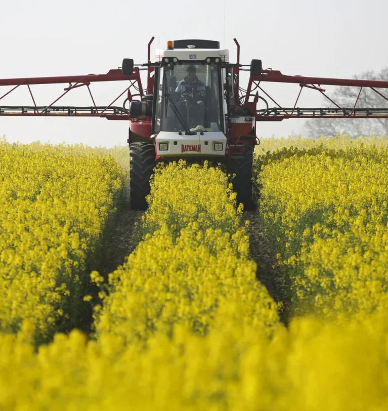 Canola Farming Innovations for Barani Areas