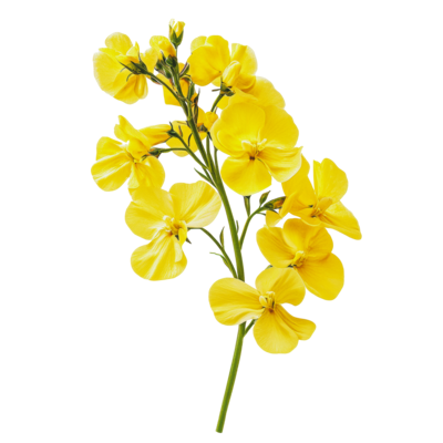 yellow-flowers-blooming-on-a-spring-day-png.webp